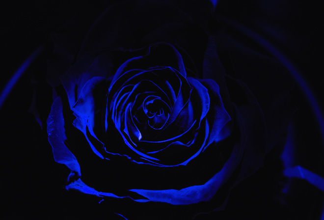 blue, rose, darkness