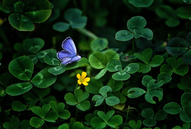 Blue, Butterfly, Clover