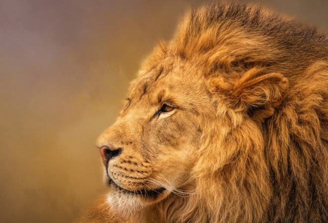 ���, �����, ������