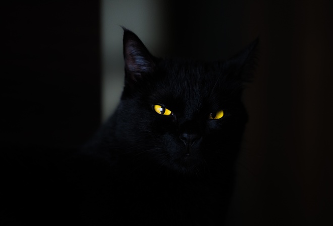 , , cat, black, yellow, eyes