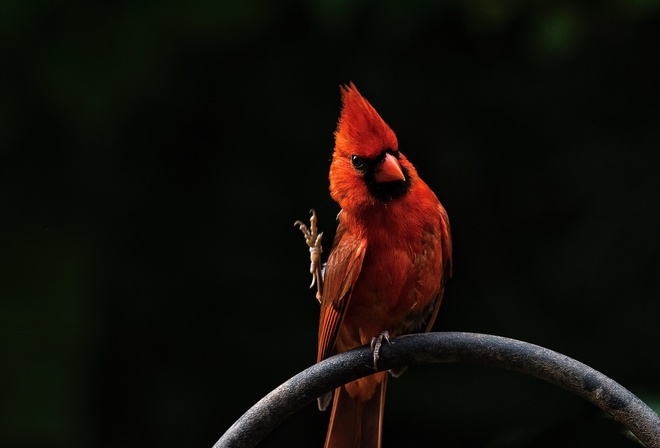 Red, Bird, 