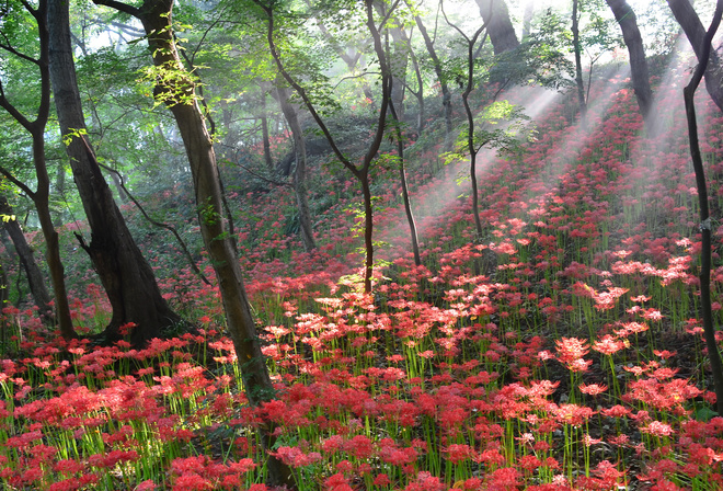 Корея, природа, парк, деревья, цветы, лучи