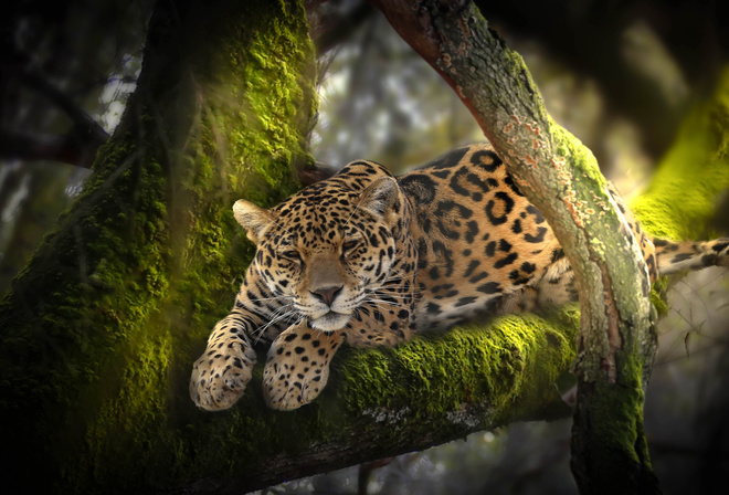 Thai Phung, животное, хищник, леопард, Африка, джунгли, природа, дерево, мох
