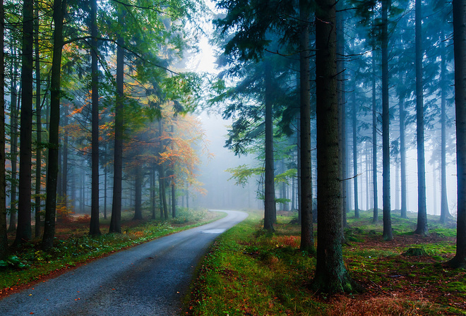 дорога, осень, деревья, природа, туман, стволы, лес, ели, иглы