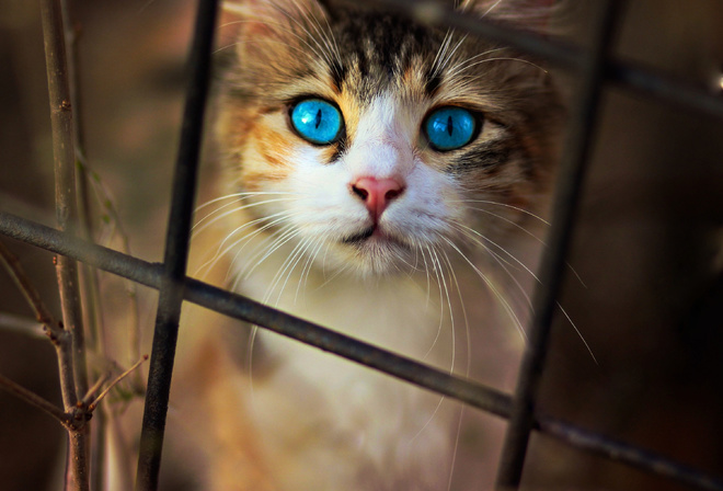 Cat, Blue, Eyes