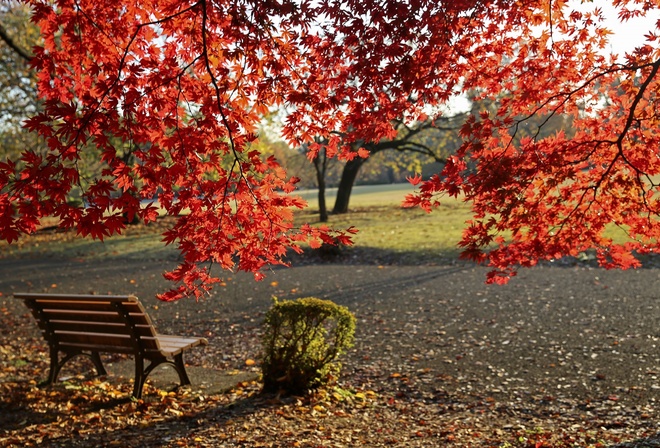 Осень, парк, листья, клён