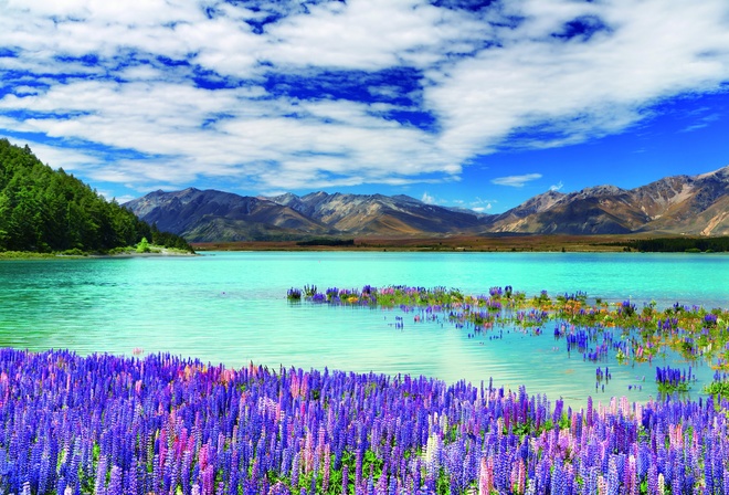  , , , New Zealand, river, mountains, flowers, clouds