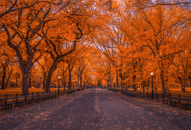 осень, США, Нью-Йорк, центральный парк, скамейки, фонари