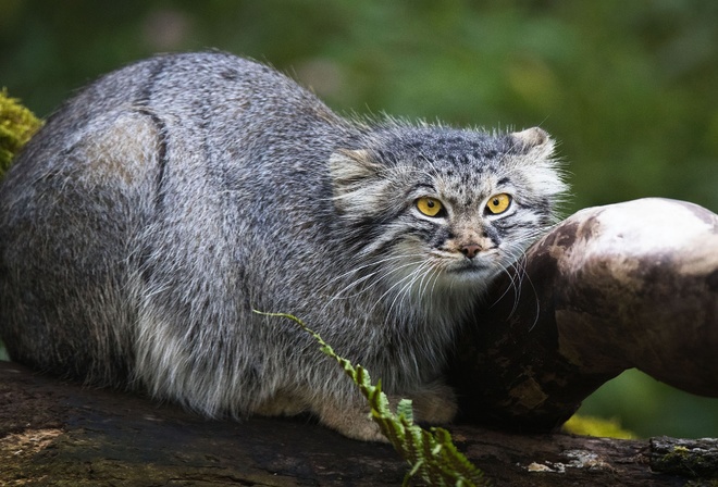 , Manul, Blick Tiere hintergrundbilder Pallaskatze, Starren bilde