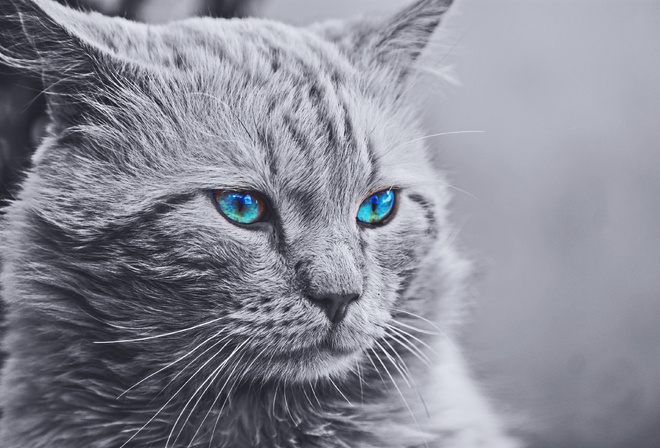 monochrome, cat, with, blue eyes