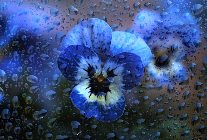 стекло, вода, капли, макро, цветы, голубые, анютины глазки