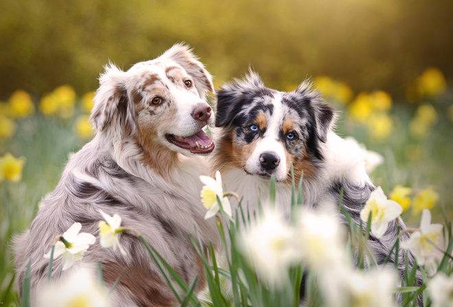 животные, собаки, аусси, пара, природа, весна, цветы, нарциссы