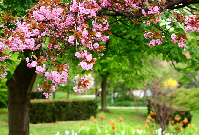 Цветение, сакуры, Весна, парк