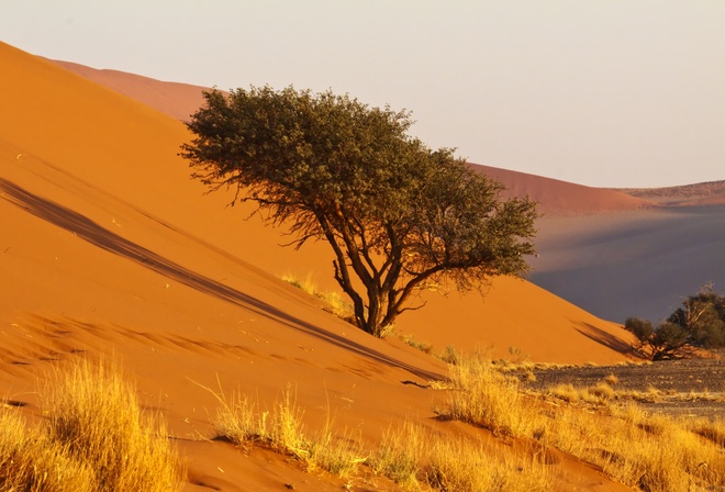 Африка, Намибия, пустыня, дюны, дерево