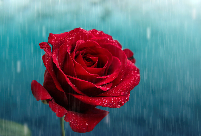 роза, дождь, капли