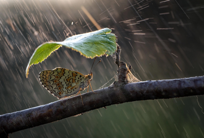 природа, зонтик, дождь, бабочка, листок, ветка, Roberto Aldrovandi