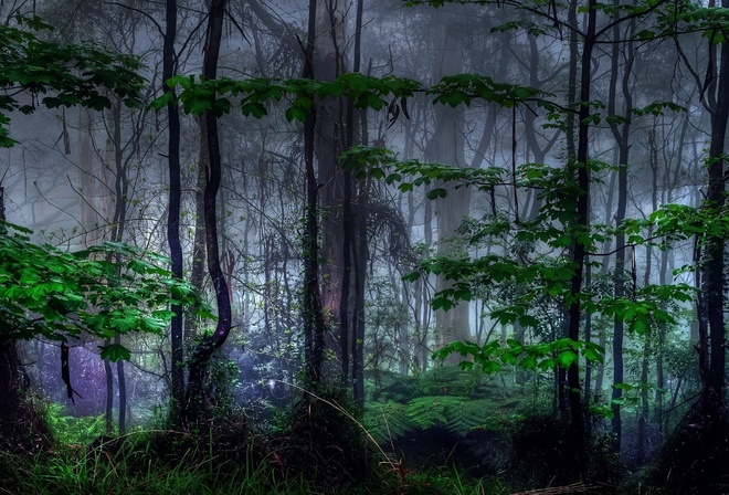 туман, стволы, листва, лес, тень, чаща, природа, темно, заросли, деревья, ветки, листья