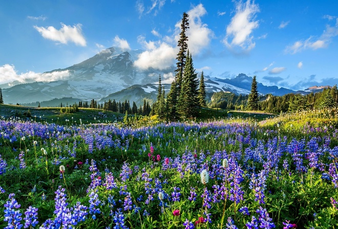 , , , , Mount Rainier National Park, ,   -