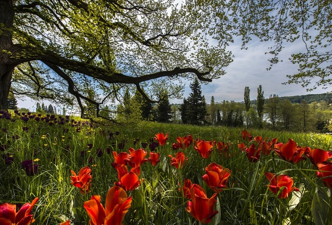 ,  , Mainau Island, , , , , , , , , 