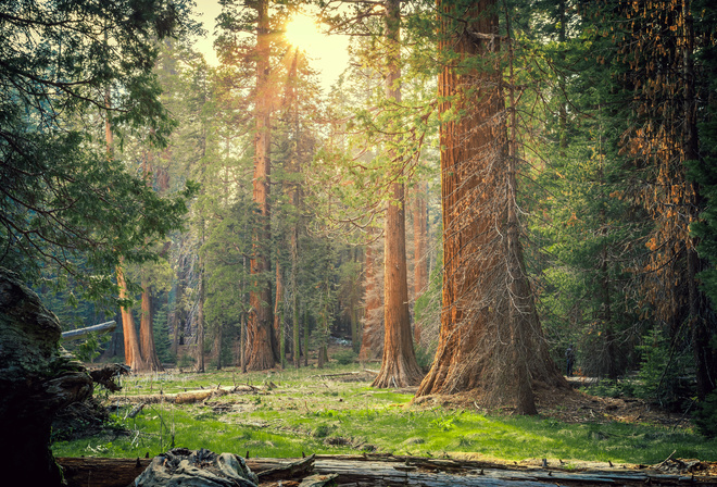, Sequoia National Park, , , 