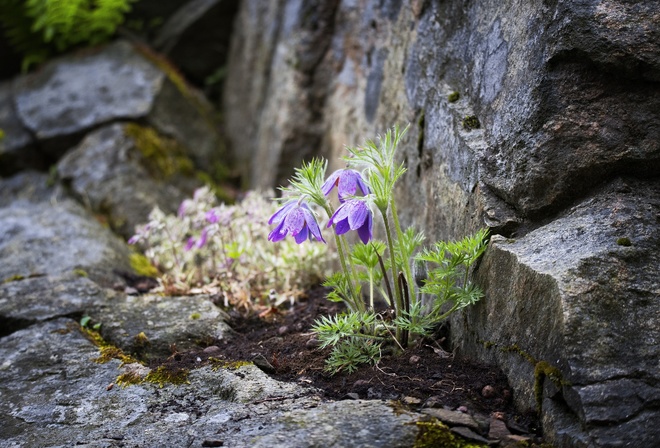 , , , , , flowers, stones, bokeh, cross, pulsatilla