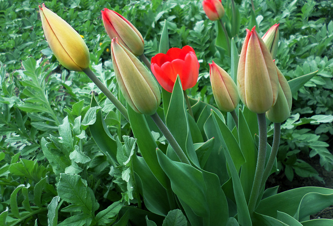 апрель, весна, тюльпаны