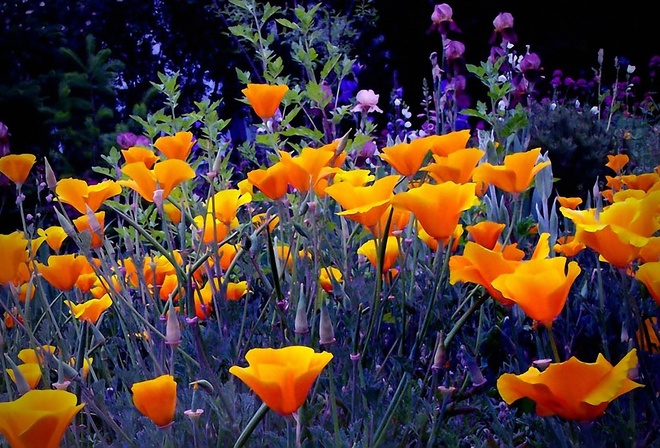 flowers bright orange garden, herbs, evening-