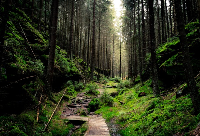 saxon, switzerland, national park, forest, green, path, foliage