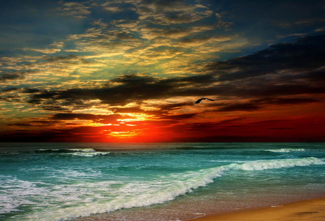 , , , , , , , , , , the sky, bird, clouds, tropics, shore, wave, sunset, sea, sand, beach