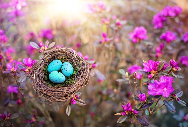 природа, весна, кусты, цветы, багульник, гнездо, яйца