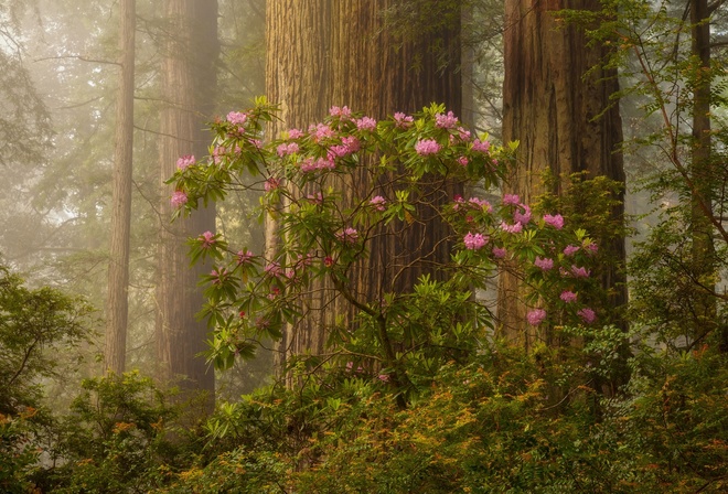 , , , , , Doug Shearer