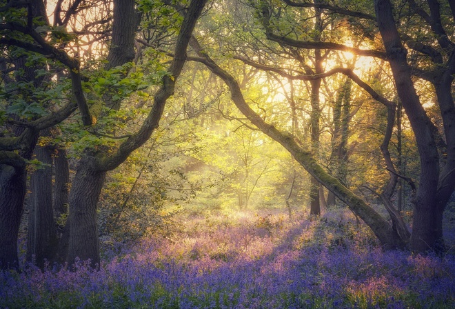 nature, flowers, plants, trees