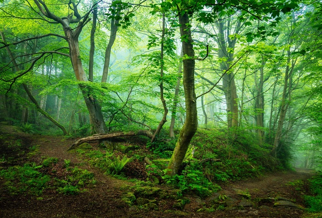 Forest, Landscape, Nature, Tree, Trees