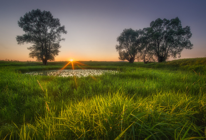 Антон Дмитриев, природа, пейзаж, луг, трава, прудик, деревья, солнце, лучи, закат
