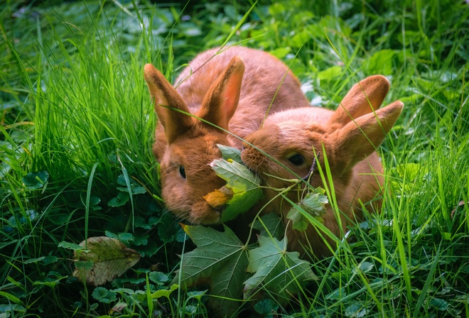 животные, крольчата, детёныши, парочка, природа, лето, трава, ветка, клён, листья