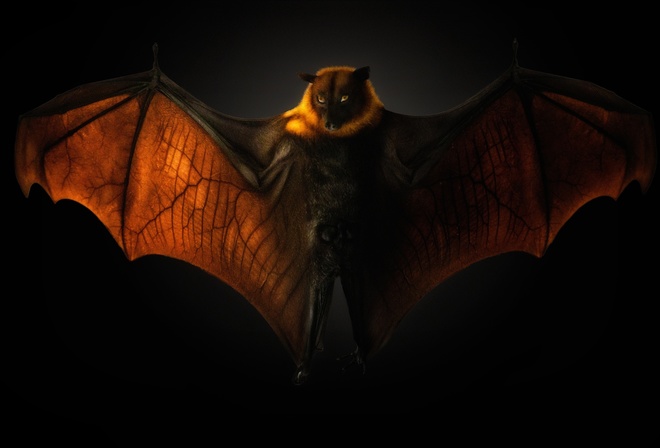  , Pteropus Flying fox, , 