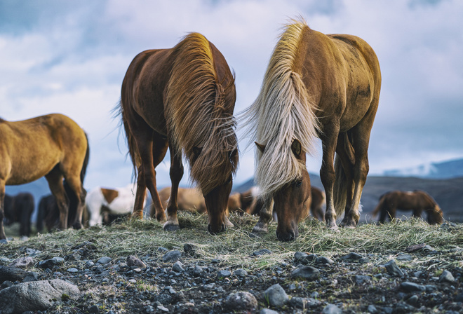 Icelandic horse, field, wildlife, horses, Icelandic Pony, Iceland