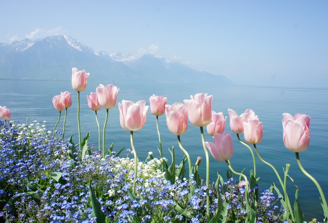 flowers, mountains, spring, tender