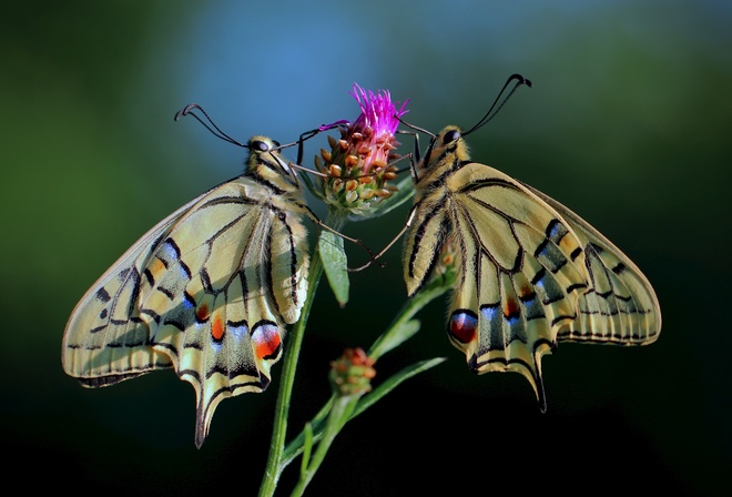 , Papilio machaon, , , 