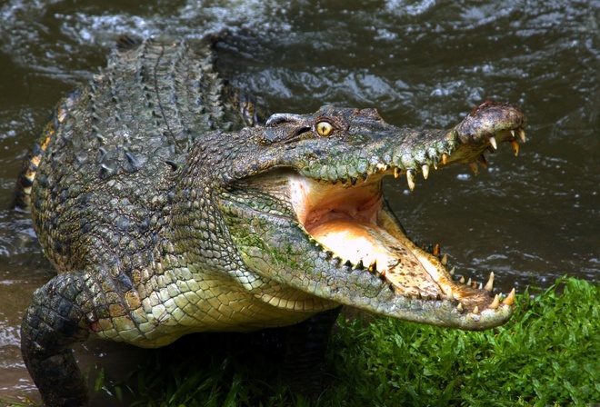 Alligator, crocodile, hungry, mouth