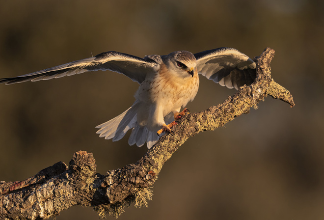 , Elanus caeruleus, , 