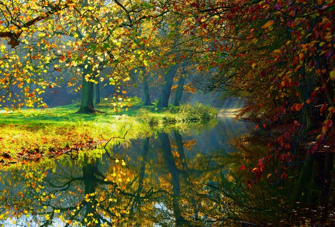 water, forest, reflection, river forest