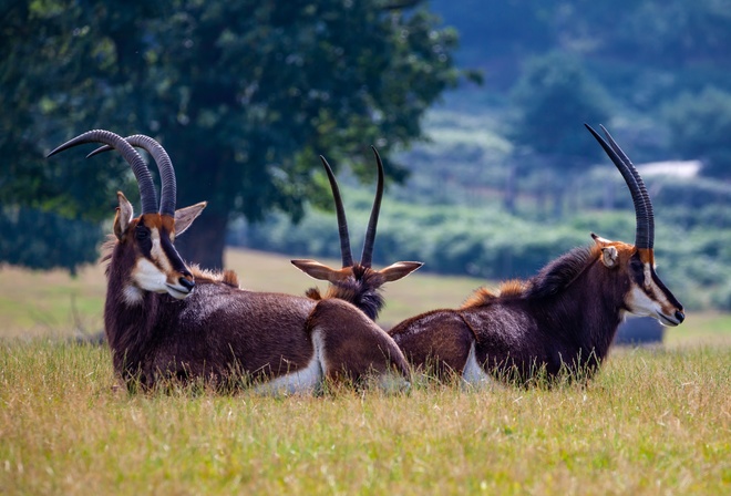 , Sable, antelope, , , , 3, , 