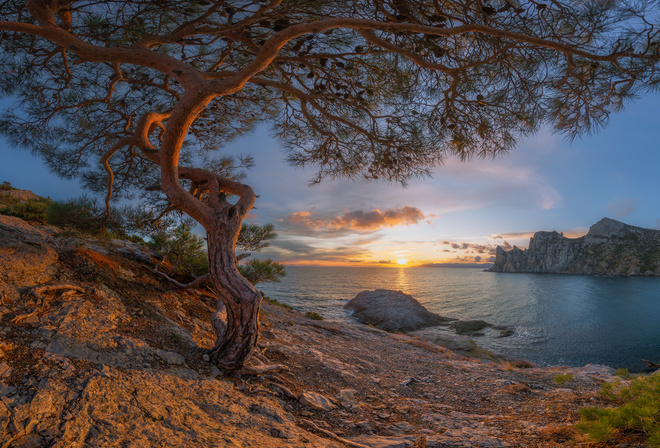 Крым, Новый Свет, природа, пейзаж, горы, море, берег, дерево, сосна, закат