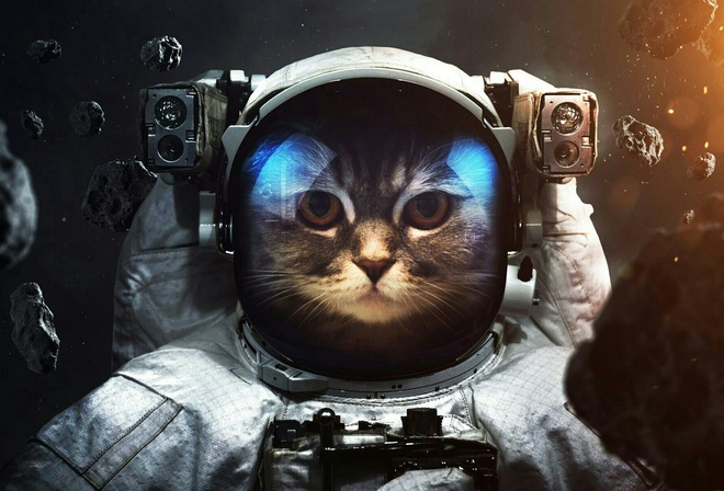 креатив, кот, космонавт