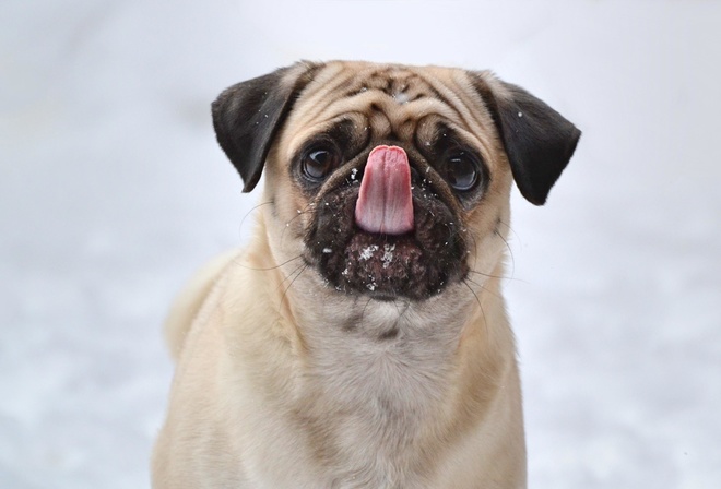 ����, ����