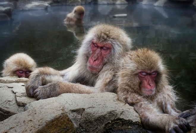 , , Japanese macaque, 