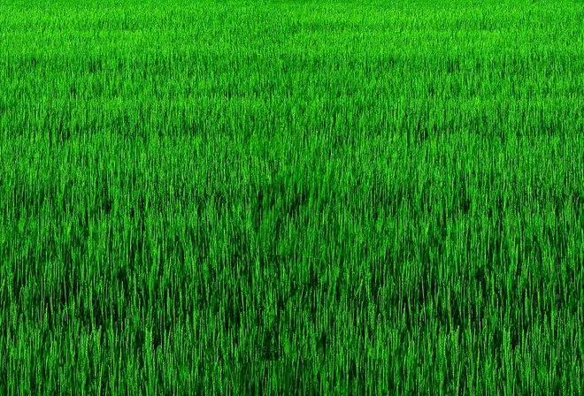 газон, трава, зелень