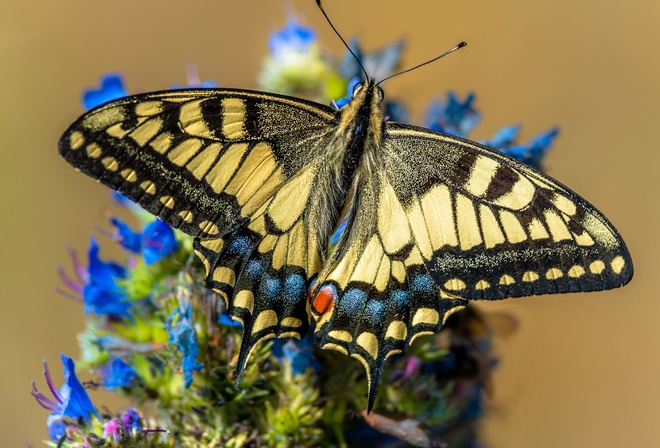 ,  , Papilio machaon