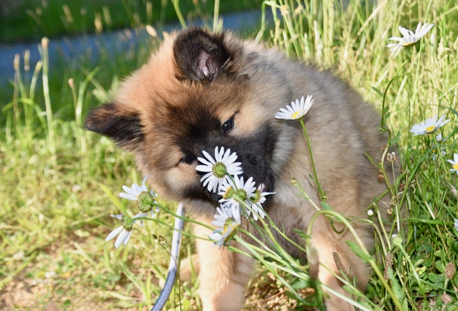 , , , Eurasier